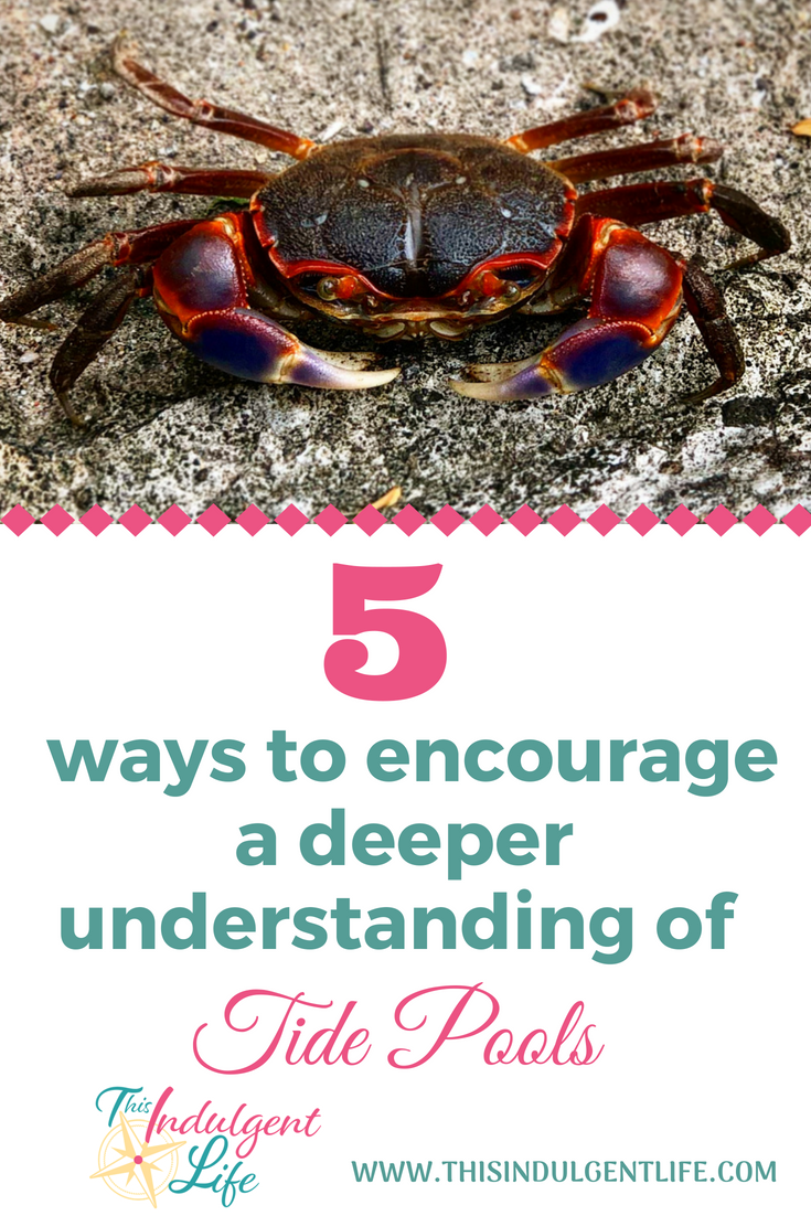5 Ways To Encourage a Deeper Understanding of Tide Pools | This Indulgent Life | Ask these 5 questions of your children to help them become critical thinkers | #criticalthinking #tidepools #oceanlife #homeschooling #unschooling #roadschooling #sealife #learning