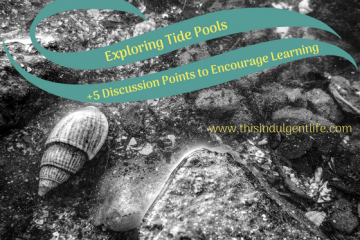 tide pools | questions to ask yourself when studying tide pools | tide pools | Hong Kong | children science | teaching resources | Homeschooling | Unschooling | sealife science lessons | This Indulgent Life