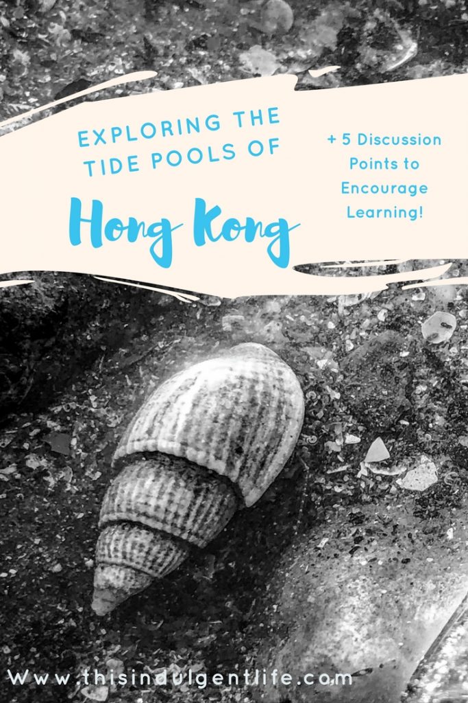 questions to ask yourself when studying tide pools | This Indulgent Life| Want to encourage a love of science and the ocean? Take a look at this toddler's exploration of the tide pools in Hong Kong! | #tide pools #Hong Kong #children #science #teachingresources #Homeschooling #Unschooling #sealife #sciencelessons