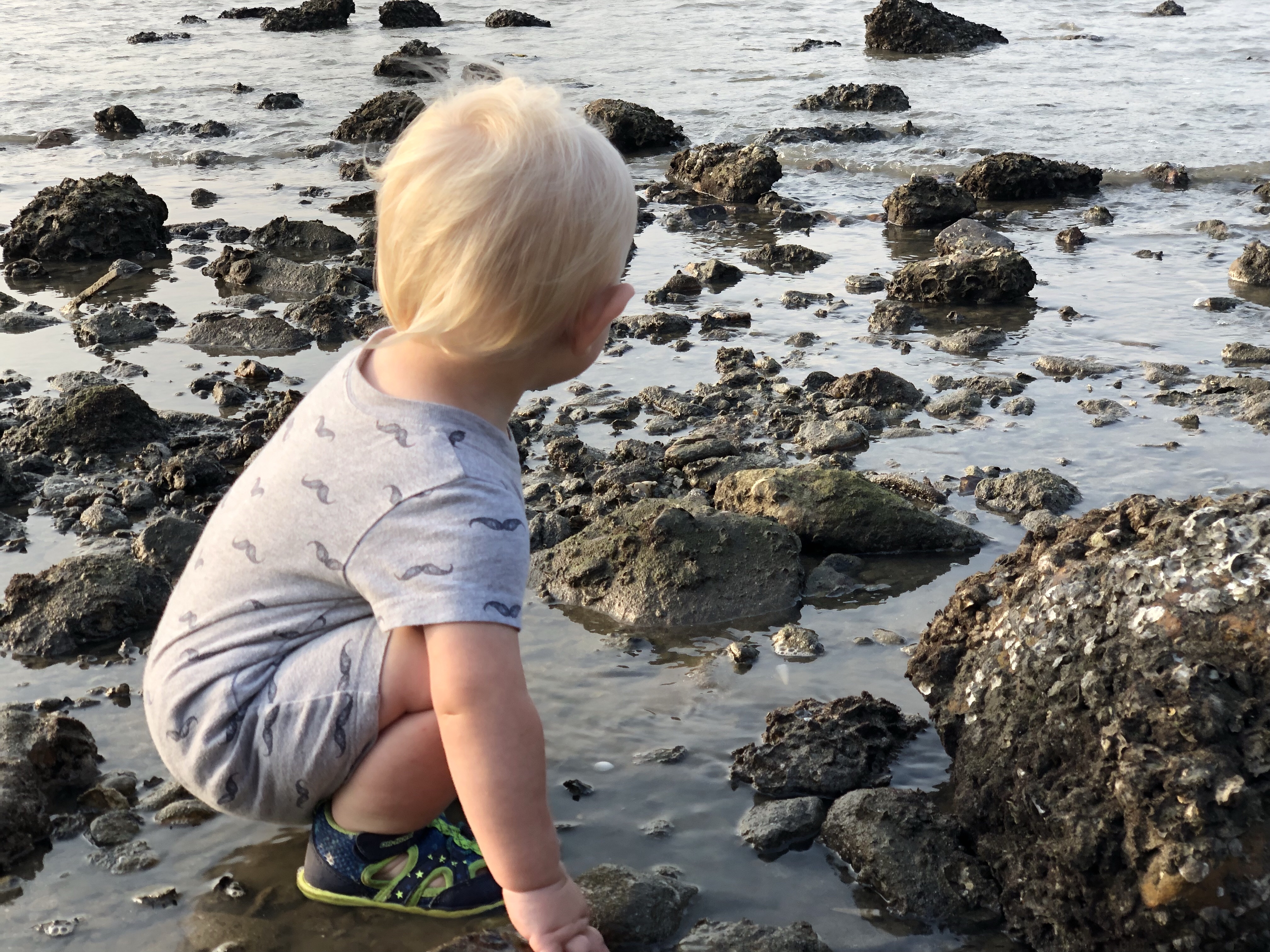 explore tide pools | questions to ask yourself when studying tide pools | tide pools | Hong Kong | children science | teaching resources | Homeschooling | Unschooling | sealife science lessons | This Indulgent Life