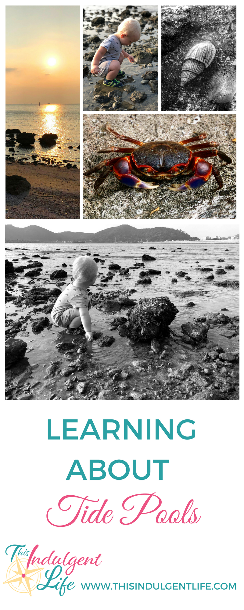 Learning About Tide Pools | This Indulgent Life | Follow along as we explore the life inside tide pools. | #toddlerlife #nature #naturewalk #criticalthinking #tidepools #oceanlife #homeschooling #unschooling #roadschooling #sealife #learning