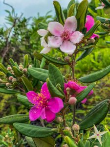 Man Cheung Po-babys first hike 2018- purple flowers