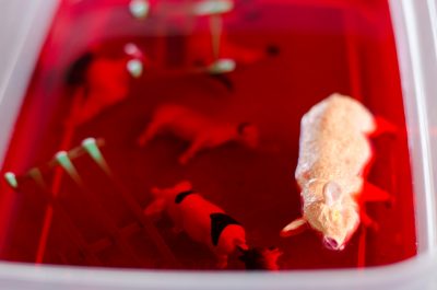 farm animal toys in jello for a sensory activity | This Indulgent Life