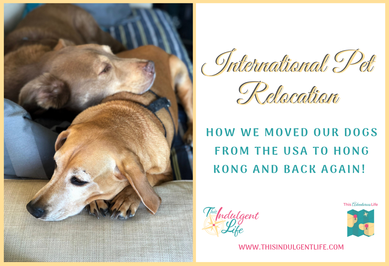 Moving Our Dogs To Hong Kong and Back International Pet Travel