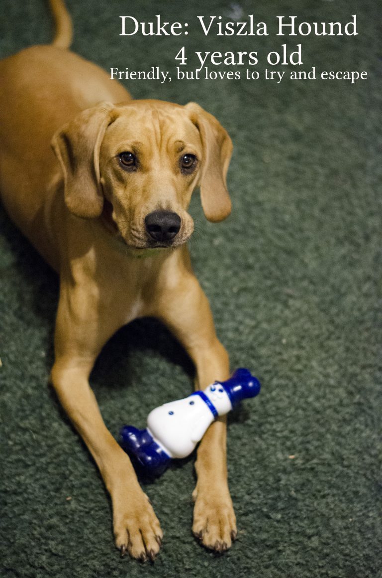 Moving Our Dogs To Hong Kong and Back International Pet Travel